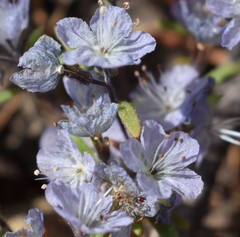 Phacelia pringlei