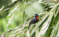 Blue-Billed Malimbe photo 3
