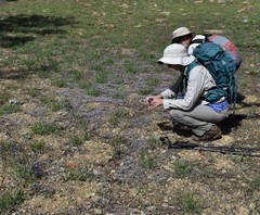 Phacelia pringlei