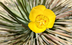 Calochortus concolor