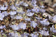 Phacelia pringlei