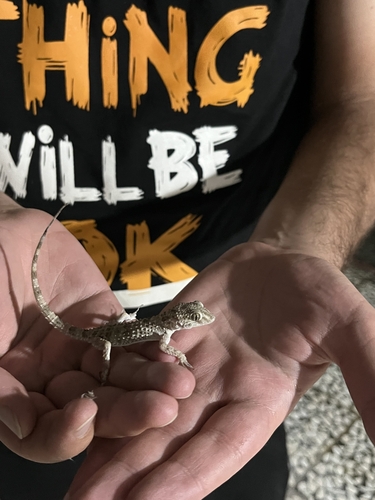 Caspian Bent-toed Gecko