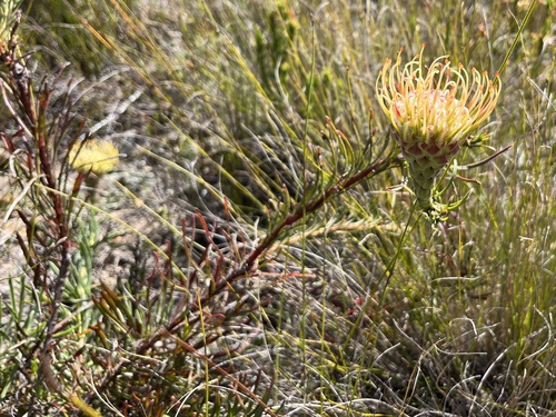 Image of Leucospermum lineare by (c) Charleen Brunke, some rights reserved (CC BY)