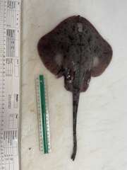 Round Skate photo 2