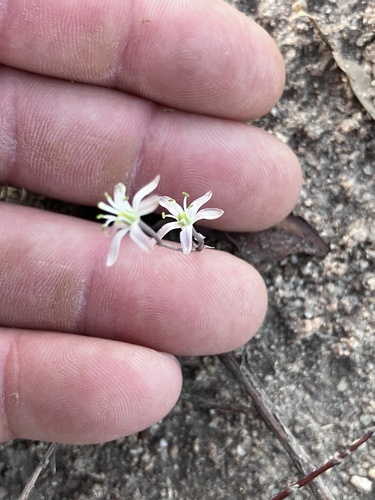 Image of Drimia calcarata by no rights reserved