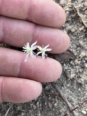 Drimia calcarata