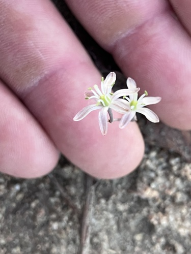 Image of Drimia calcarata by no rights reserved