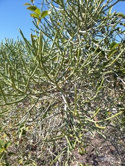 Euphorbia analalavensis image