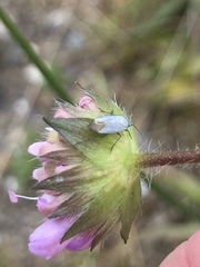 Placochilus seladonicus