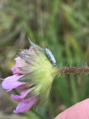 Placochilus seladonicus