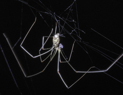 Crossopriza