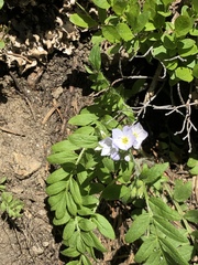 Polemonium pulcherrimum delicatum