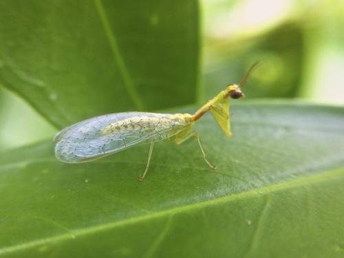 Green Mantisfly photo 5