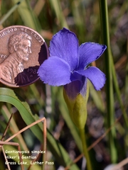 Gentianopsis simplex