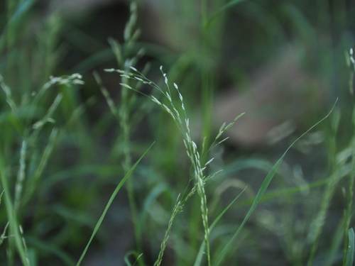 Eragrostis pilosa