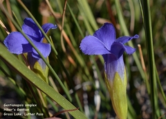 Gentianopsis simplex