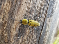 Chlorophorus glabromaculatus