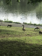 Branta canadensis