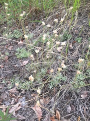 Antennaria rosea confinis