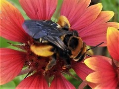 Svastra obliqua obliqua