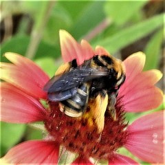 Svastra obliqua obliqua