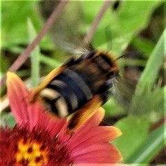 Svastra obliqua obliqua