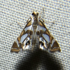 Chrysendeton medicinalis