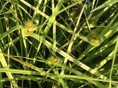Carex sychnocephala