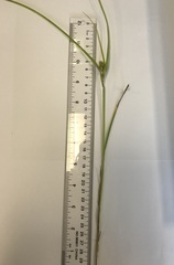 Carex sychnocephala