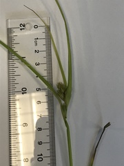 Carex sychnocephala