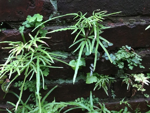 Pteris multifida iNat (3)