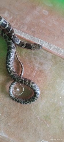Tanzer’s Night Snake