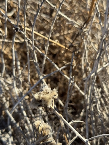 Image of Tetradymia comosa by (c) klicklo, some rights reserved (CC BY)