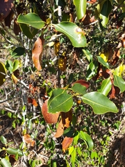 Coptosperma