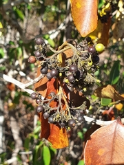 Coptosperma