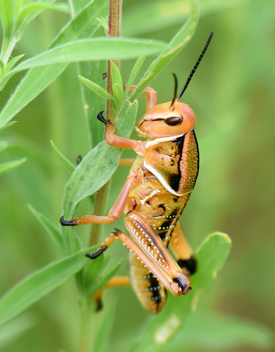 Plains Lubber Grasshopper
