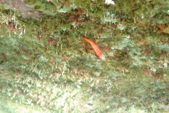 Tripterygion melanurus