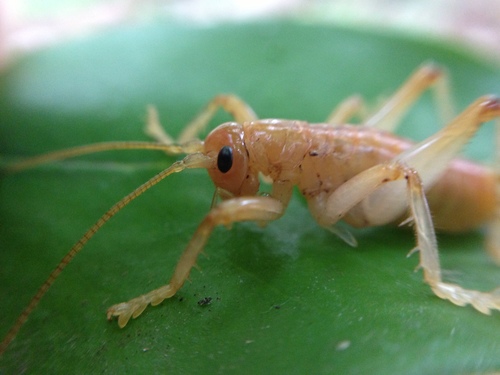 Carolina Leafroller Cricket photo 3
