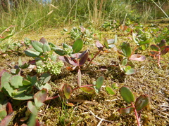 Hylotelephium telephium