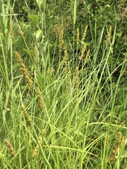 Carex annectens