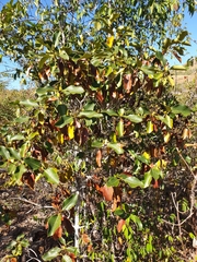 Coptosperma