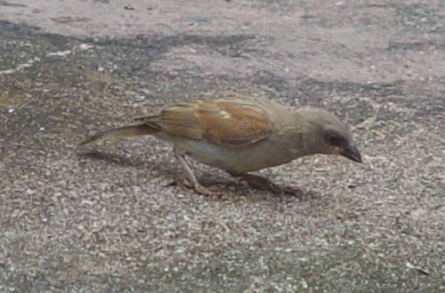 Northern Grey-headed Sparrow