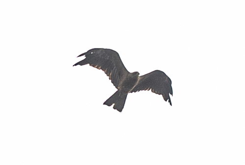 Black Kite
