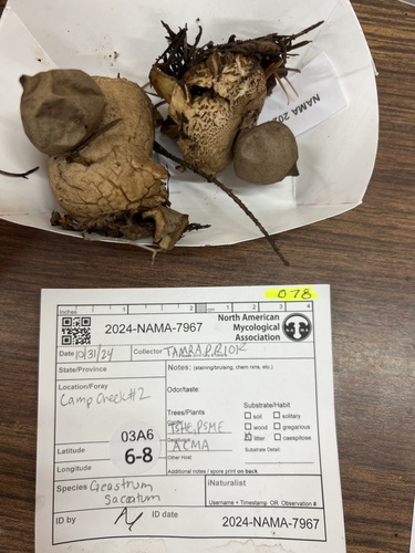 Geastrum