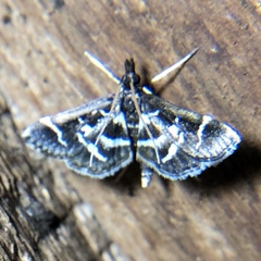 Diasemiodes janassialis