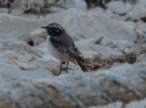 Kurdish Wheatear (Oenanthe xanthoprymna)
