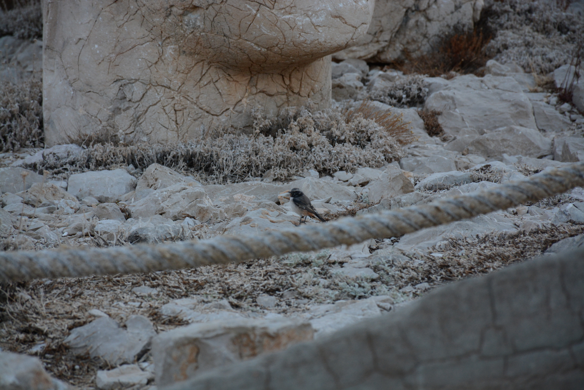 Kurdish Wheatear (Oenanthe xanthoprymna), photo 2