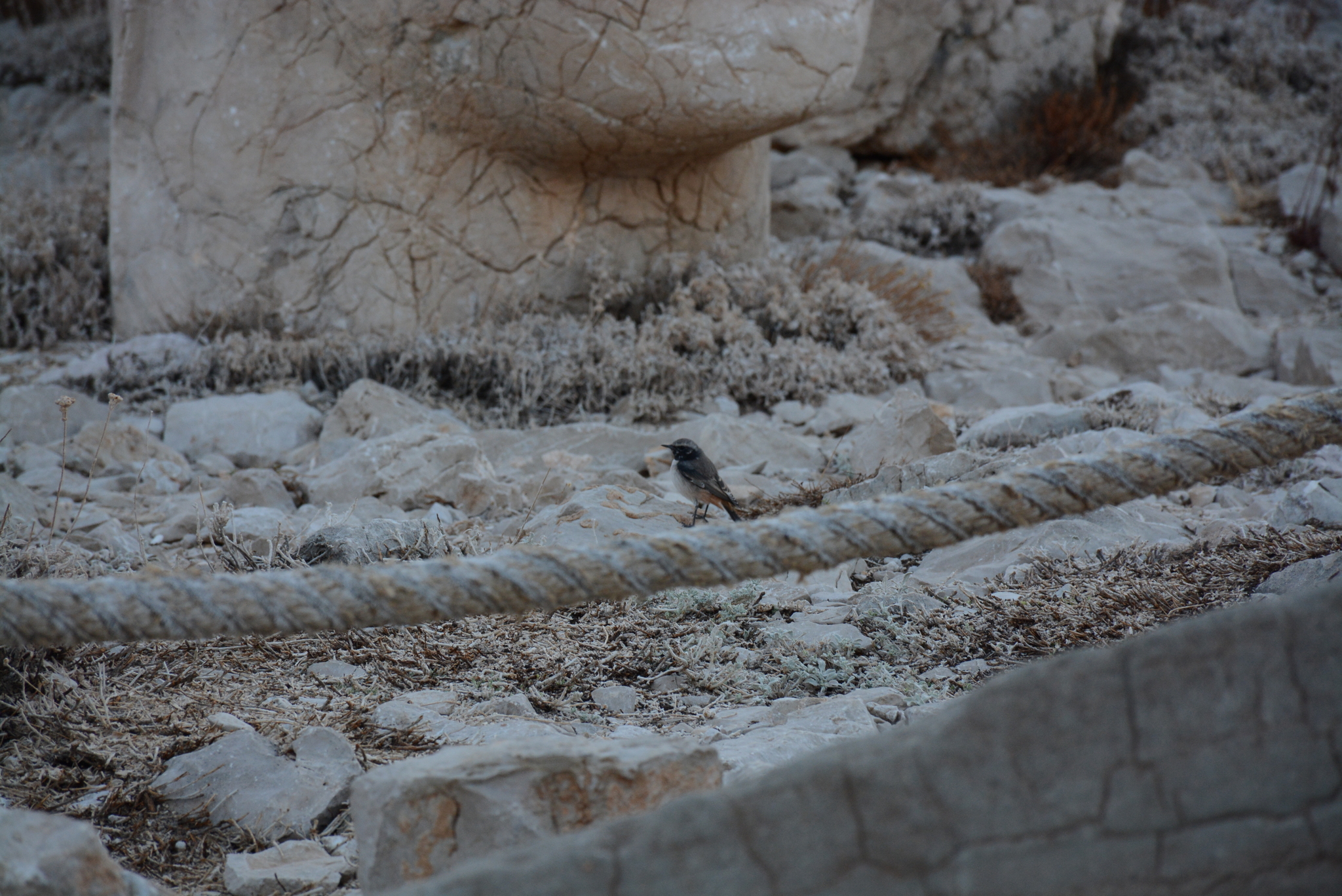 Kurdish Wheatear (Oenanthe xanthoprymna), photo 3