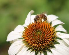 Apis mellifera