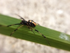 Latrodectus variolus